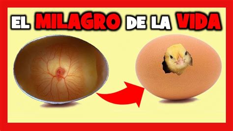 Como Saber Si Un Huevo De Gallina Tiene Pollito The Best Porn Website