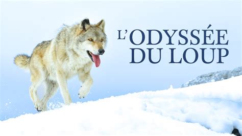 L Odyss E Du Loup Documentaire En Replay