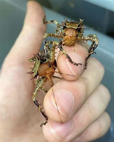 Thorny Crickets Cosmoderus Femoralis Photographer Unknown Bugs