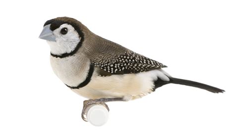 Owl Finch The Finches Of Serenity Serenity Aquarium And Aviary Services