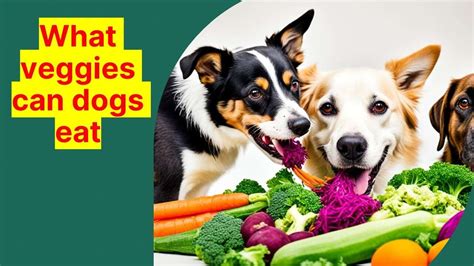 What Veggies Can Dogs Eat A Deep Dive Dogibiz