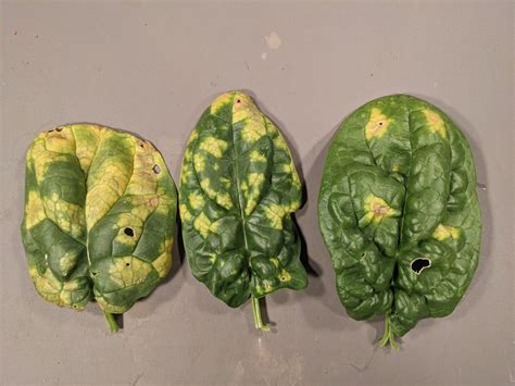 Downy Mildew Of Spinach Purdue University Vegetable Crops Hotline