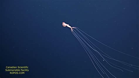 Bigfin Squid Magnapinna Squid Youtube