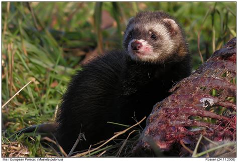 European Polecat-Photos - Digital-Nature-Photography - Photo European ...