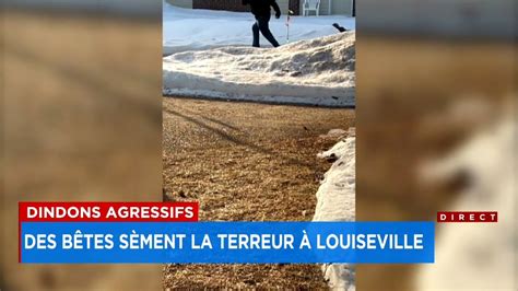 Des dindons sauvages sèment la terreur à Louiseville Prenez vous des