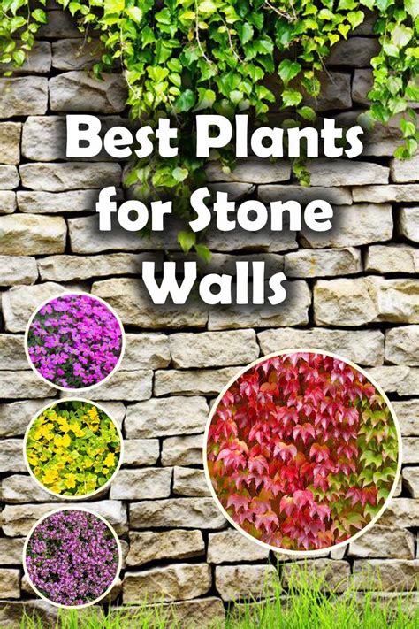 10 Amazing Plants For Stone Walls Buckinghamshire Landscape Gardeners