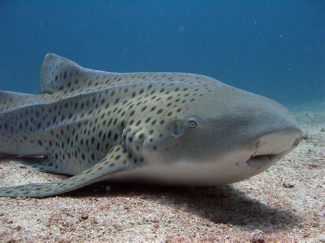 Pin by River Hankinson on Animals in 2023 | Zebra shark, Shark photos ...