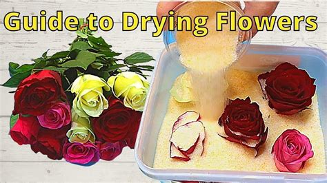 How To Dry Flowers For Putting In Resin Shocking Results YouTube