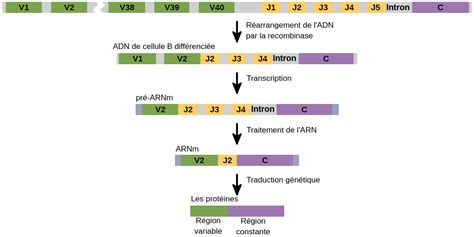 Les Variations Et Les Classes De Structure Des Anticorps Labster