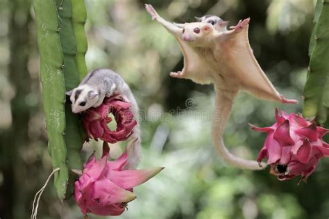 An Albino Sugar Glider Mother Is Gliding Towards A Ripe Dragon Fruit On