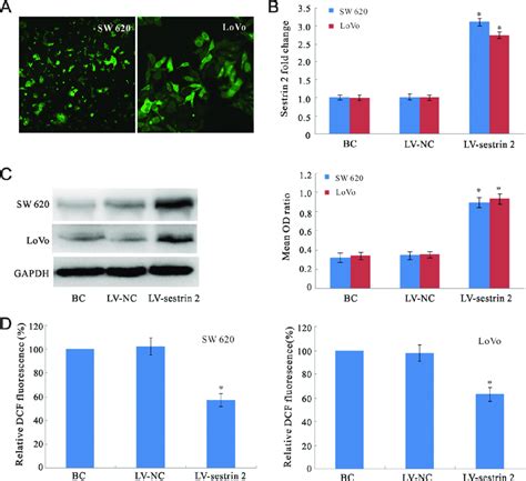 Sestrin 2 Expression Analysis And Ros Assay In Crc Cells A