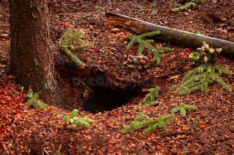 Midden Of A Squirrel In The Coniferous Forest Under The Spruce Tree