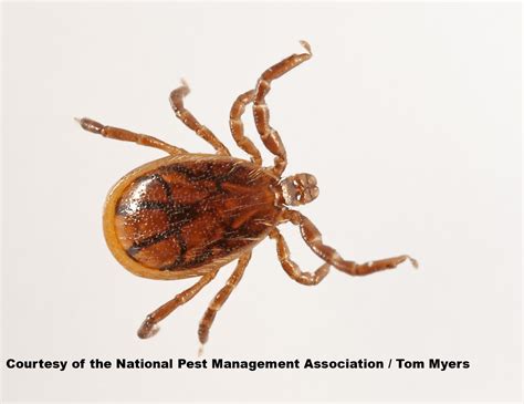 Ticks Facts About Ticks Types Of Ticks Types Of Ticks Tick Insect Ticks