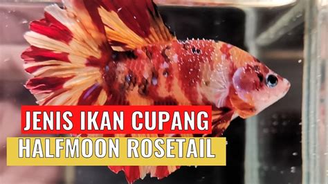 Jenis Ikan Cupang Halfmoon Rosetail Tercantik YouTube