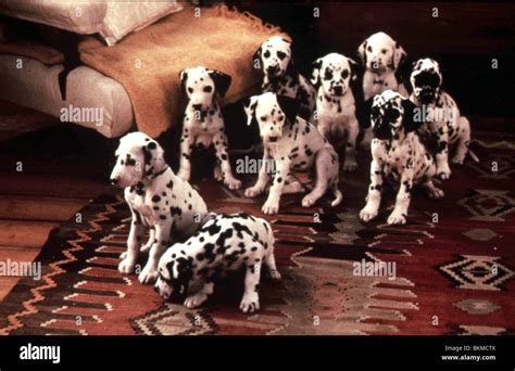 101 DALMATIANS -1996 Stock Photo - Alamy