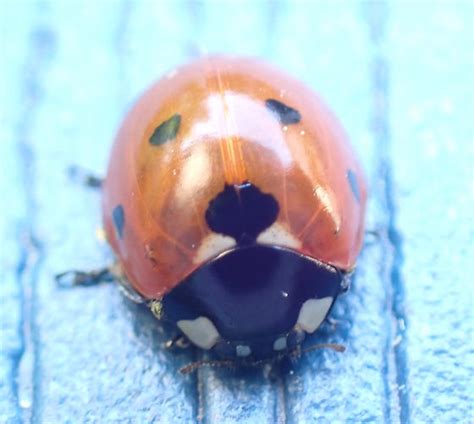 Seven Spotted Lady Beetle Coccinella Septempunctata Bugguide Net