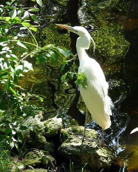 Hs White Heron Charlie Carroll Flickr