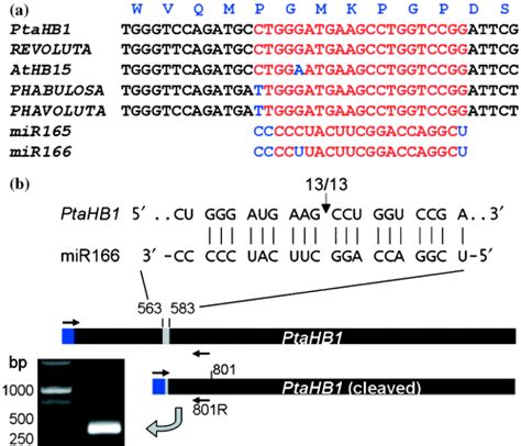 Developmental And Seasonal Expression Of PtaHB1 A Populus Gene