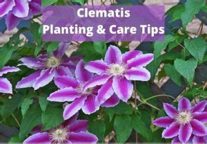 Clematis Planting and Care Tips - Multigardening