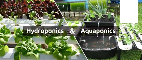 Aquaponics And Hydroponics For Your Home Grow What You Eat