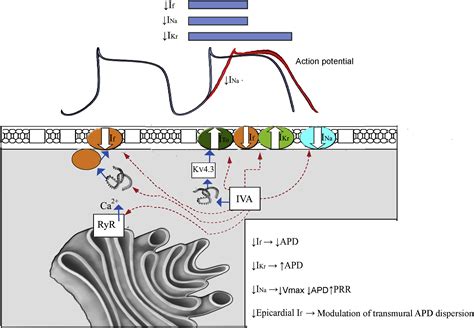 The Rationale For Repurposing Funny Current Inhibition For Management