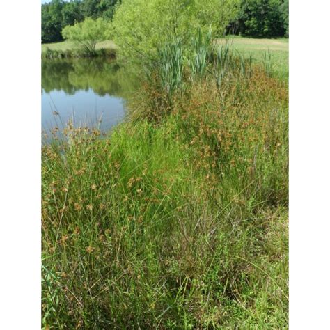 Mix 130 Northern Wetland And Pond Edge Mix Roundstone Native Seed