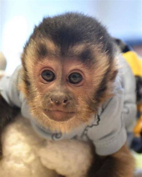 Monkeys For Sale In Texas Capuchin Exotic Monkey Website