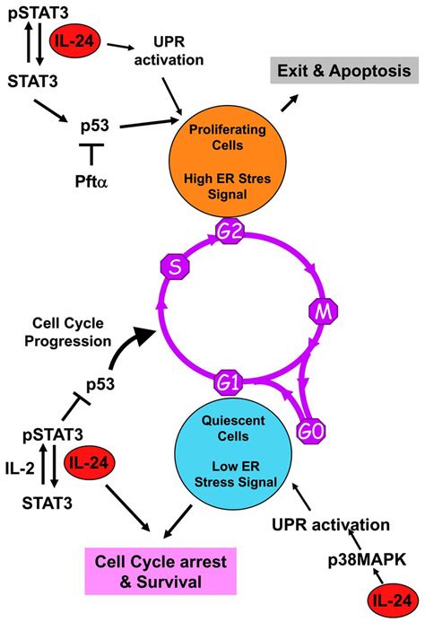 In Resting Cells The Er Stress Signal Is Low Due To Low Amount Of