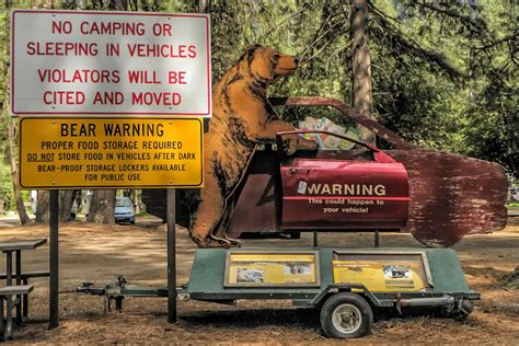 Bears At Yosemite And Sequoia How To Be Safe