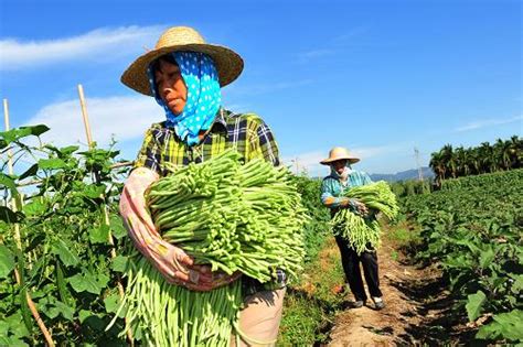 海南冬季瓜菜开始批量上市