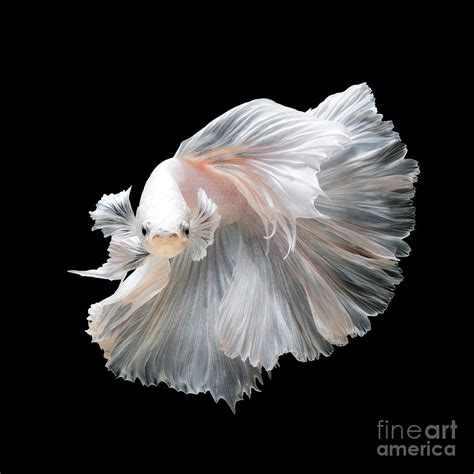 Close Up Of White Platinum Betta Fish Photograph By Nuamfolio Fine