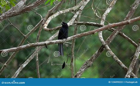 Black Drongo Bird Dicrurus Macrocercus Sitting On Tree Branch Stock