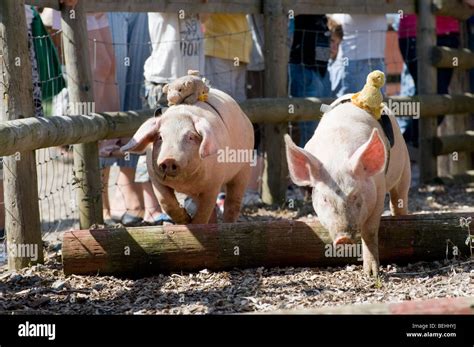 Pig Jumping Hi Res Stock Photography And Images Alamy