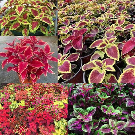 Amazon Garden Plant Seed Flower Seed 100 Coleus Seeds Indoor