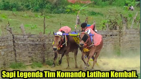 Sapi Legenda Tim Komando Kab Sumenep Latihan Kembali Di Lap Asemanis