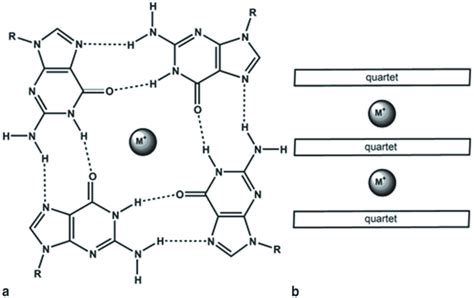 1 A Structure Of Guanine Quartet Four Guanine Bases Are Linked By