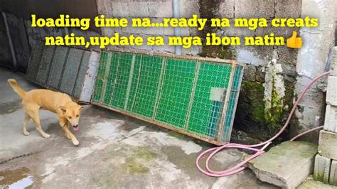 Loading Time Na Ready Na Mga Creats Natin Update Sa Mga Ibon Natin