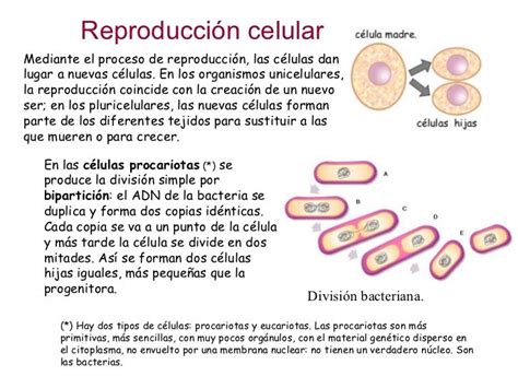 Reproduccion Celular Parte 1