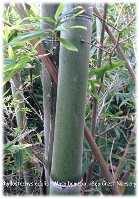 Phyllostachys Heterocycla Var Pubescens Moso Bamboo Sea Crest