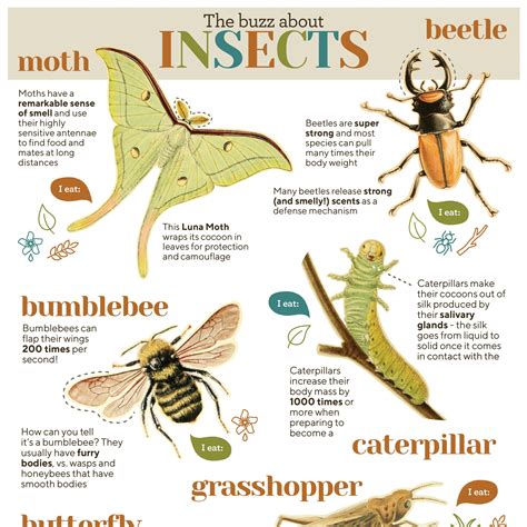 Educational Bugs Fun Facts Poster Digital Download Insects Print ...