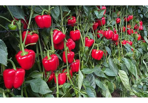 Un Nuevo Reto Para El Cultivo De Pimientos Maximizando El Crecimiento