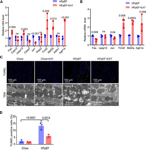 Frontiers Exercise Training Ameliorates Myocardial Phenotypes In