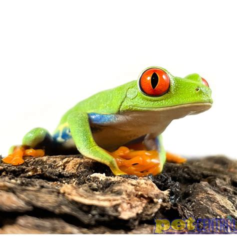 Pink Red Eyed Tree Frog For Sale At Rigoberto Kittel Blog