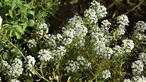 Strand Silberkraut Lobularia Maritima Auf Einer Brache I Flickr