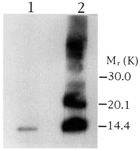 Homology Of A Bovine Allergen And The Oligomycin Sensitivityconferring