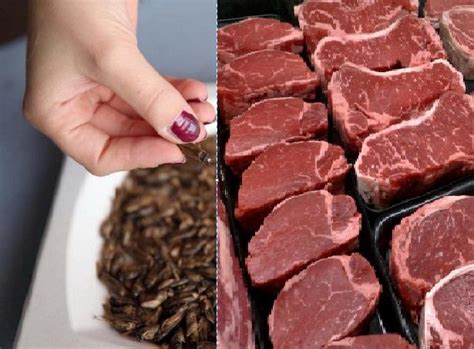 Carne Rossa O Alghe E Insetti Nel Piatto Di La Tua