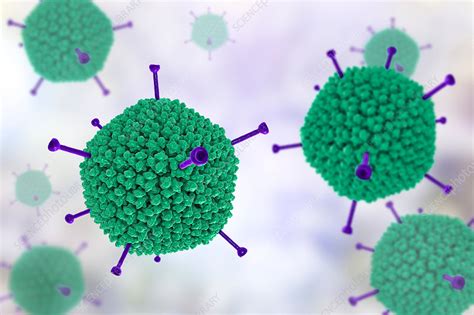 Adenovirus Structure Illustration Stock Image F0211414 Science