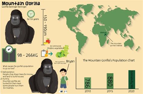 Mountain Gorilla Mountain Gorilla Gorilla Deforestation