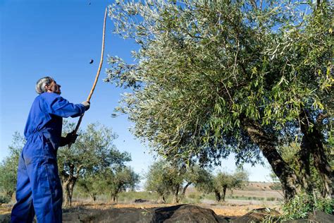 Cosecha De Aceitunas Cu Ndo Se Recoge La Aceituna