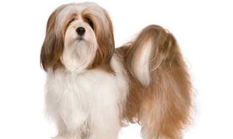 Conoce Todo Sobre La Raza De Perro Lhasa Apso Mascotario